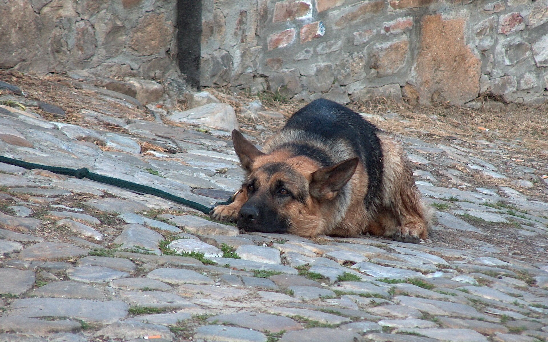 cane da pastore amico marciapiede cani vista tedesco pietra pensosità