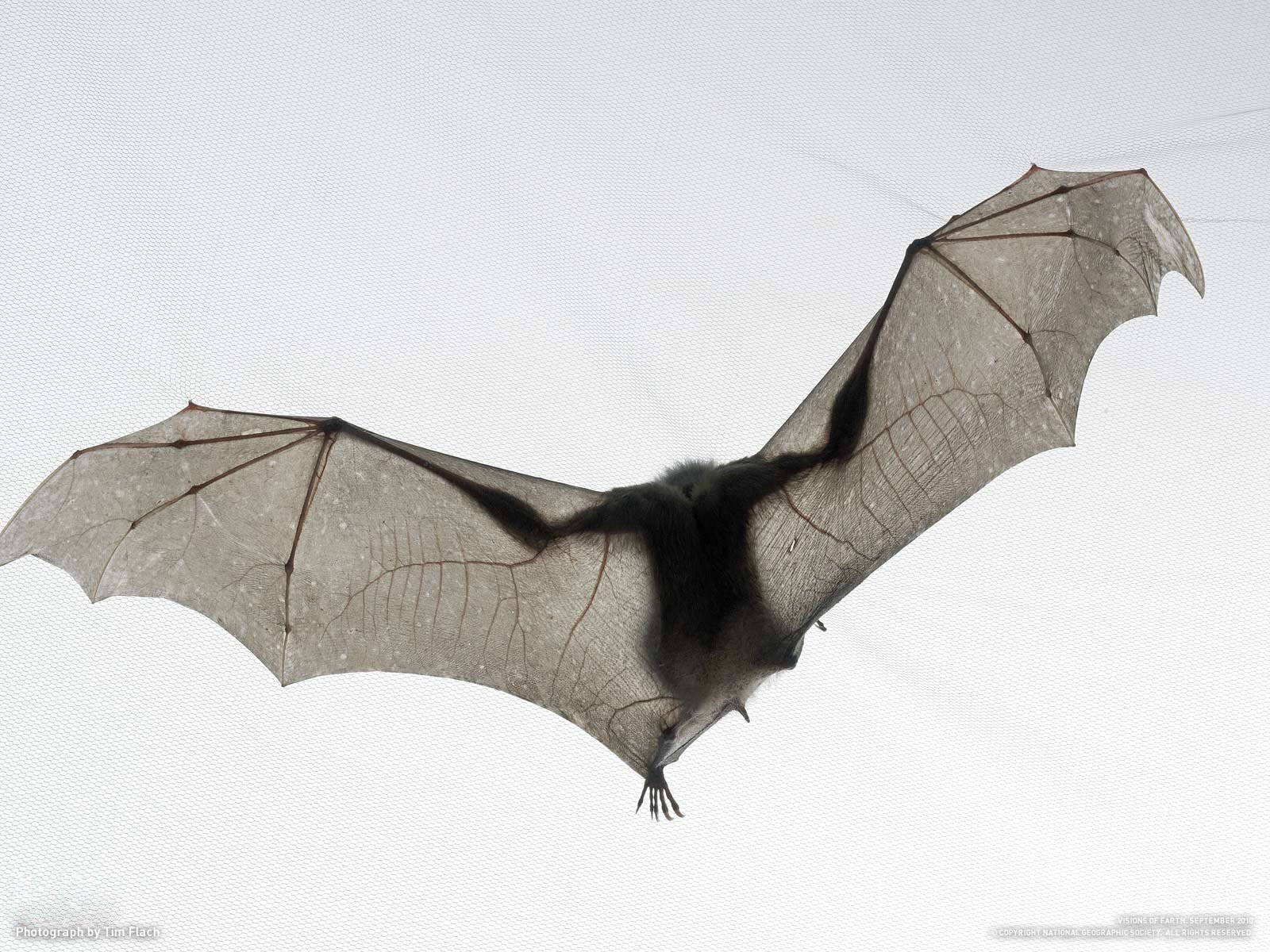 bat tim flach ratón murciélago blanco national geographic cielo vuelo