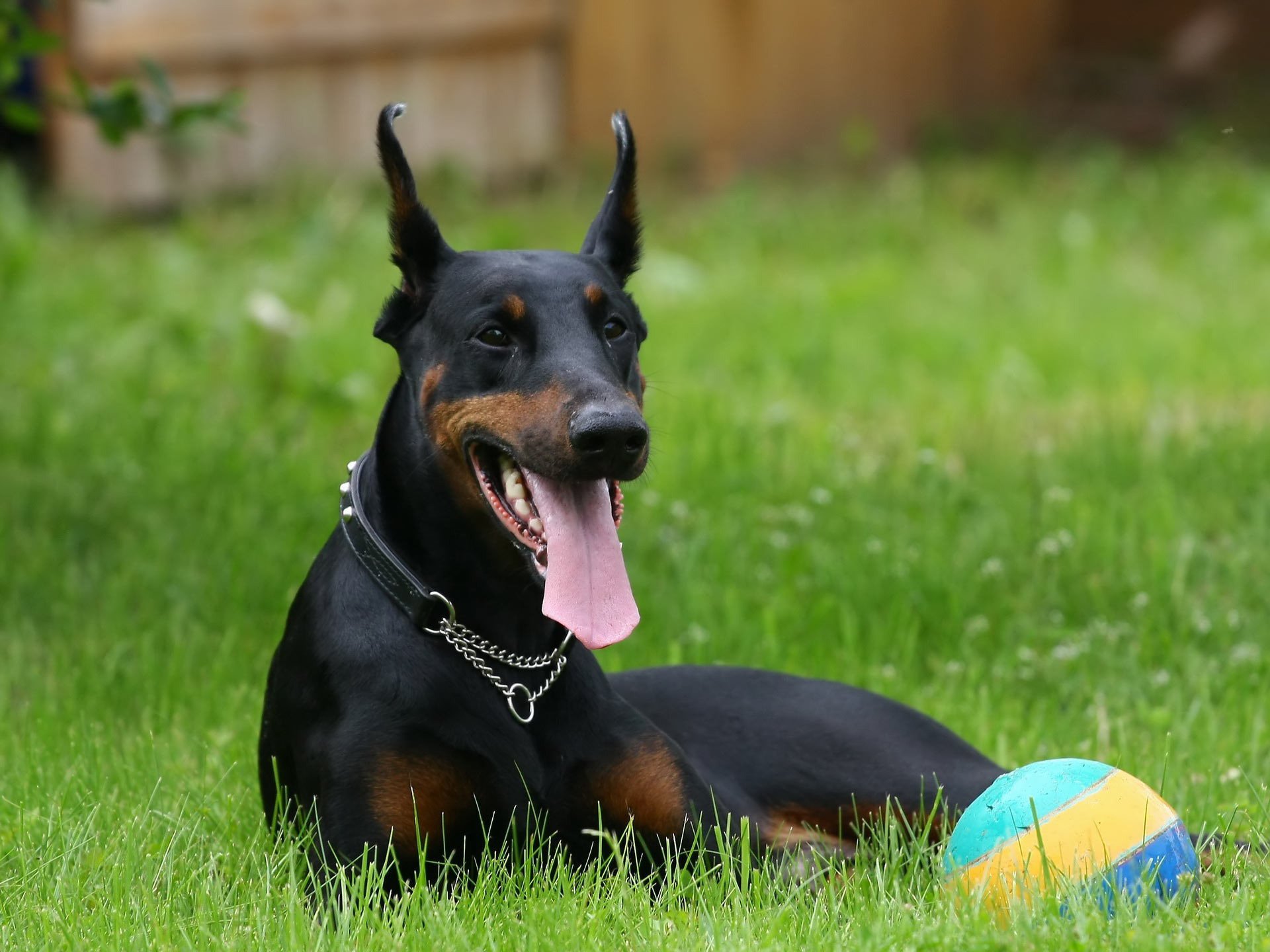 perro doberman mentira hierba bola mirada ojos collar cadena lengua