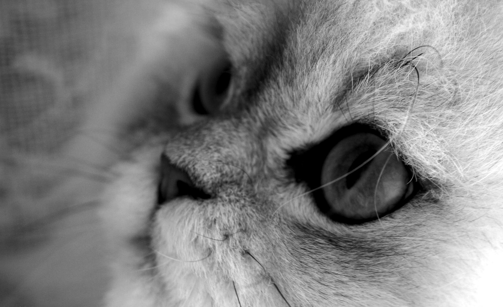 macro black and white gray background cat cat animals gaze feline eye