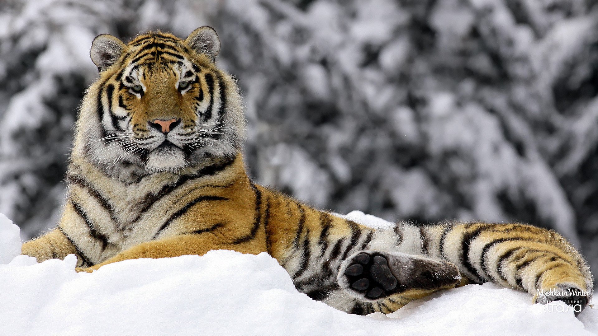 mashka im winter tiger winter tiere raubtiere blick katzenaugen