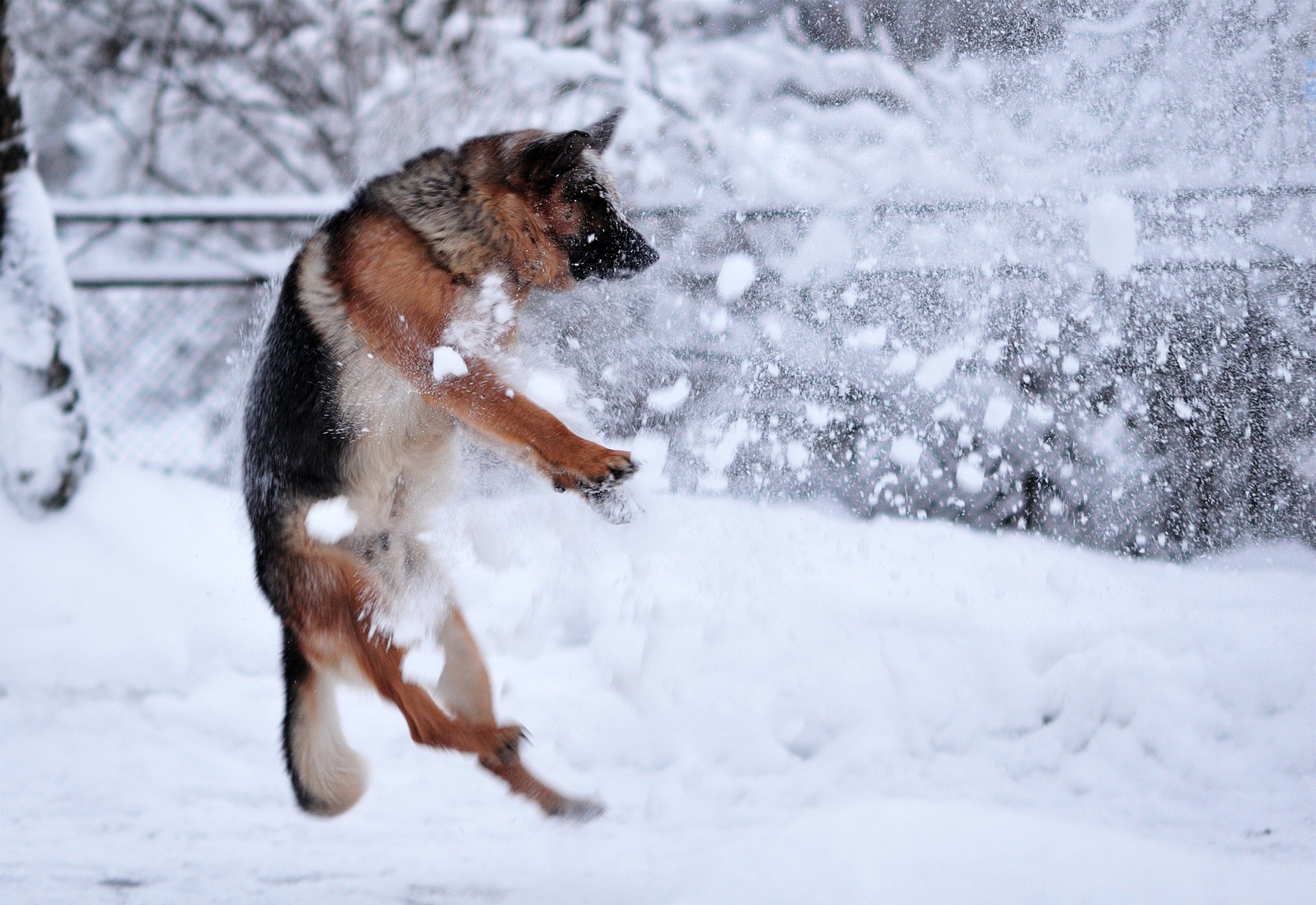 chien rostrel hiver neige berger allemand saut