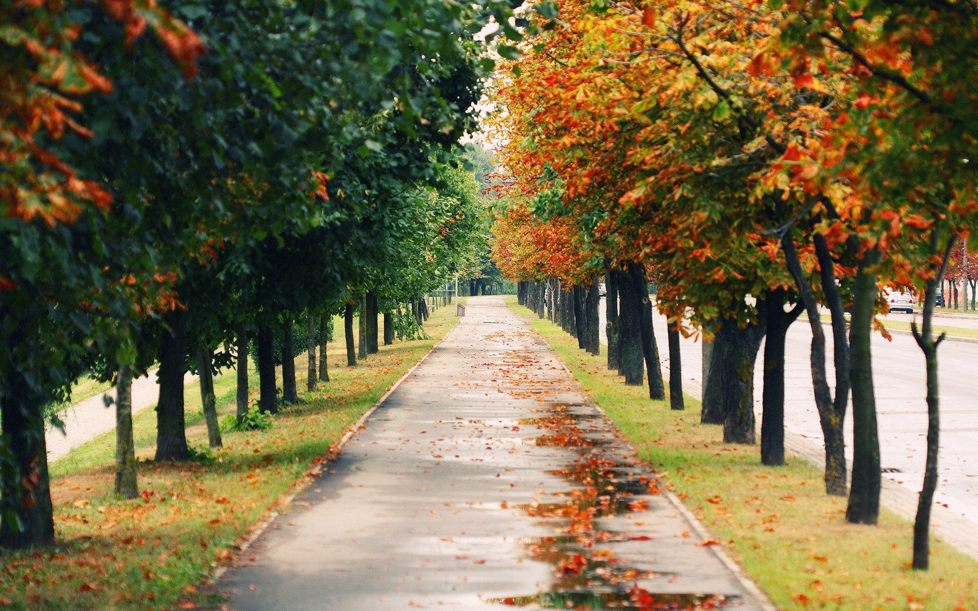 landschaften natur stimmung stimmungen park bäume straße fußweg wege gasse gassen herbst herbsttapeten wald laubfall goldene zeit sommer gelbe blätter