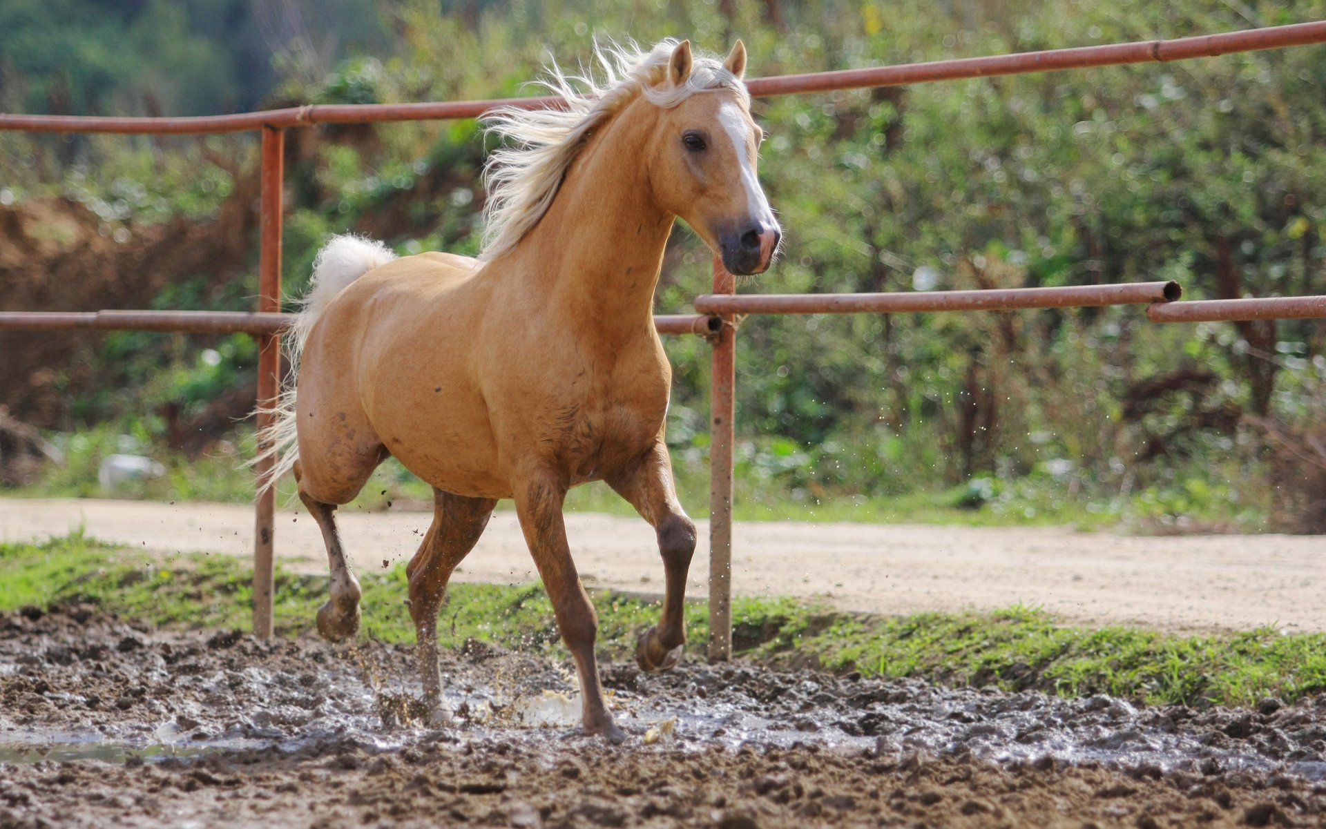 cavallo recintato fango zenzero bokeh ungulati corsa velocità estate criniera strada recinzione solny