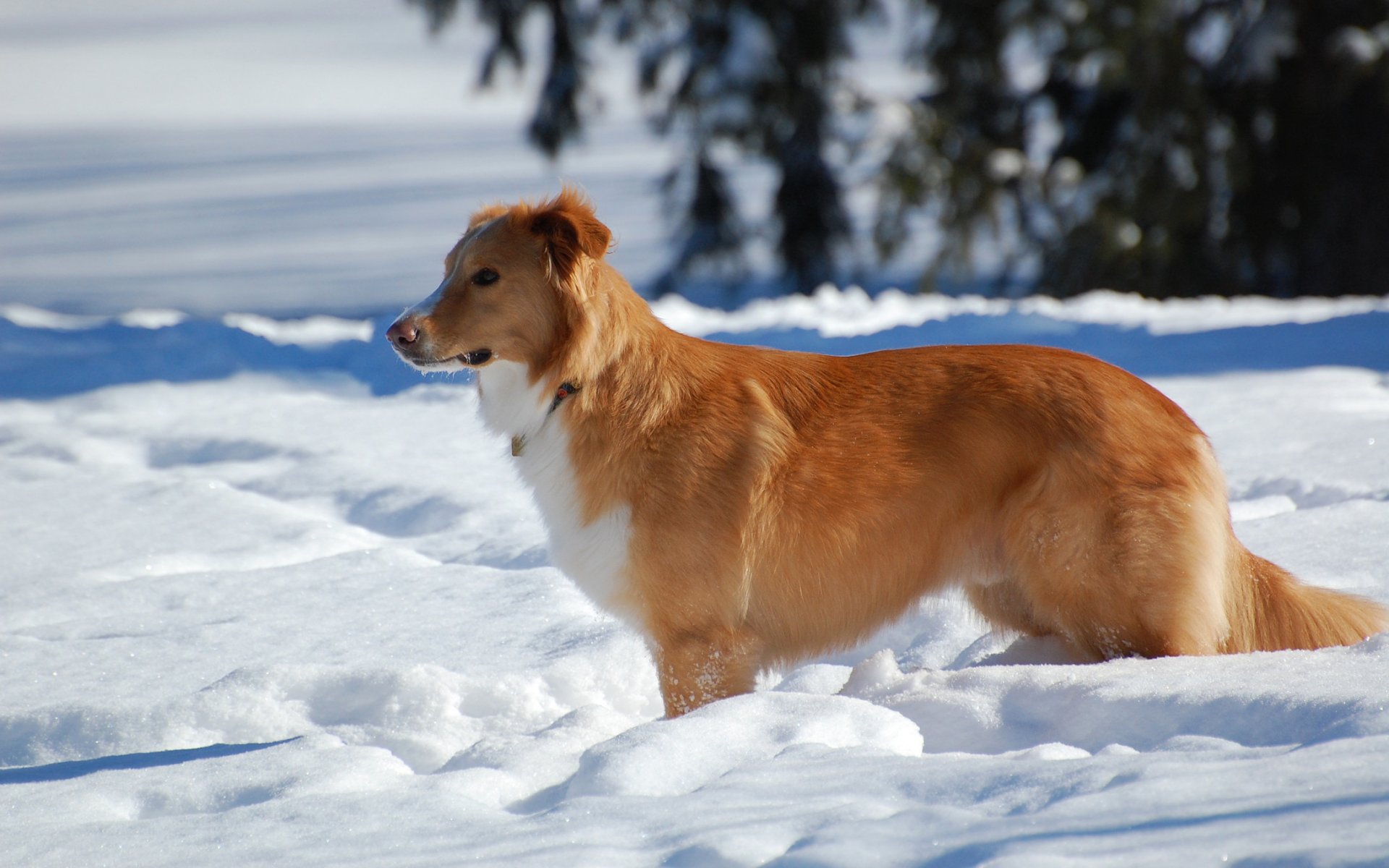 dog winter snow trees look