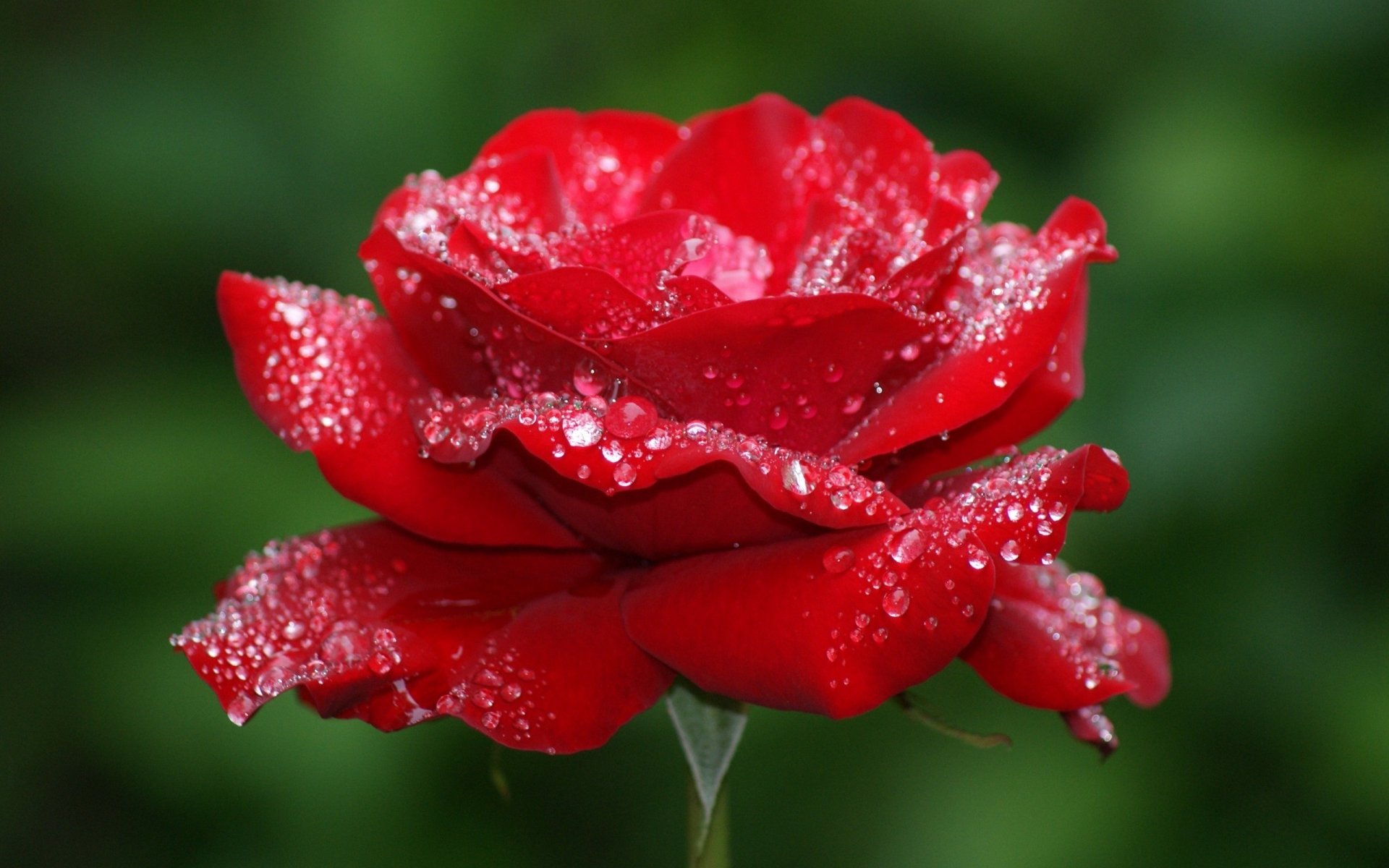 rosa tablón flor brote pétalos rojo gotas rocío macro belleza