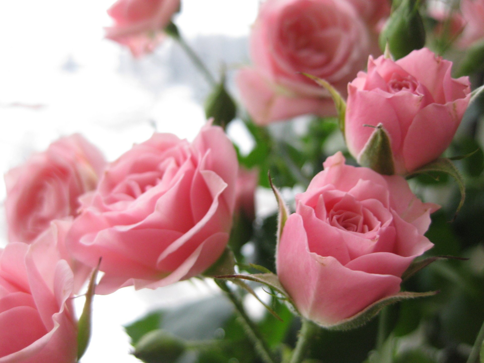 fleurs roses bouquet