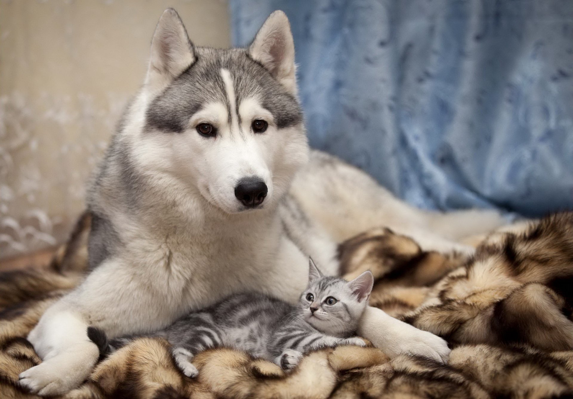 cane tenda della finestra gatto amicizia cura husky occhi paura gioia coperta parete foto vista