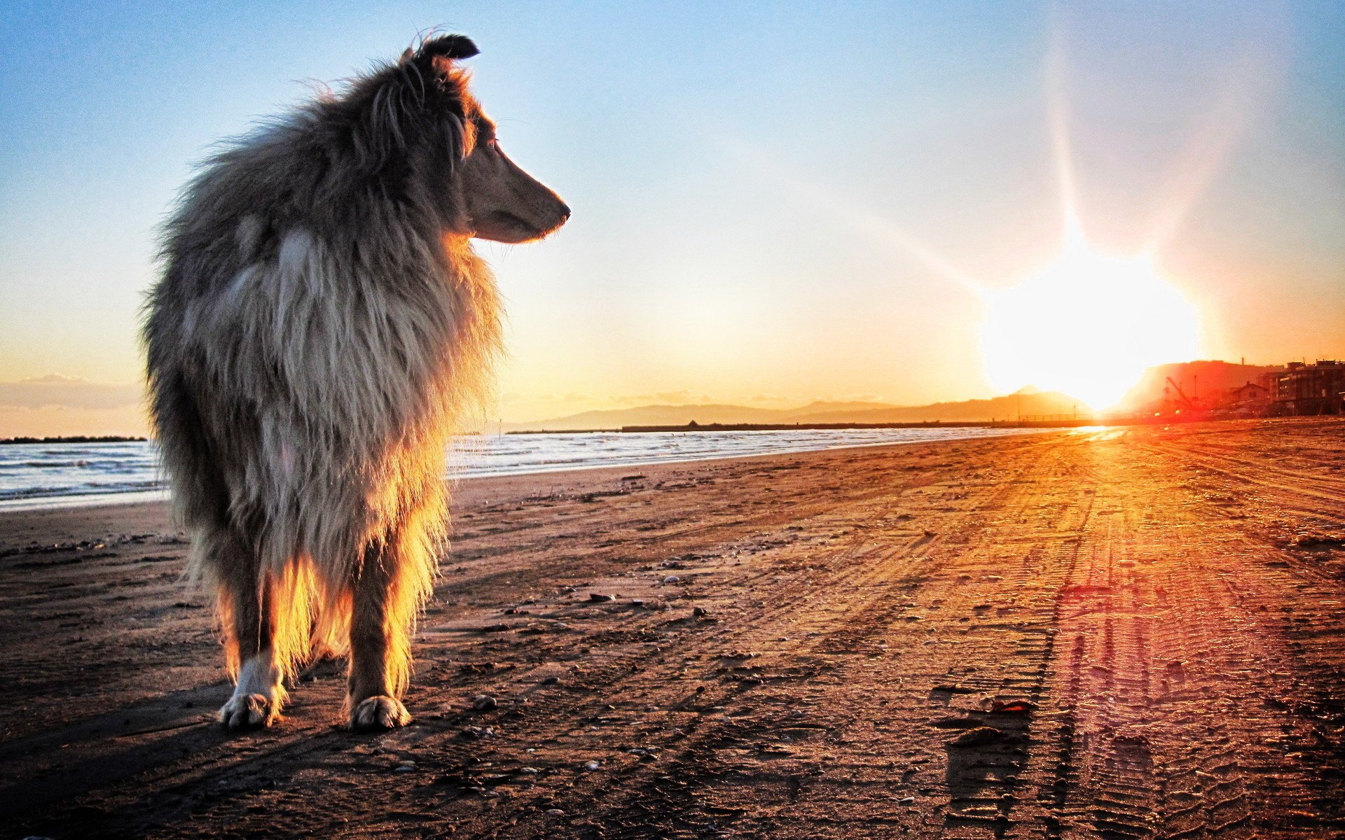 hund collie ufer sonnenuntergang sonne sand blick