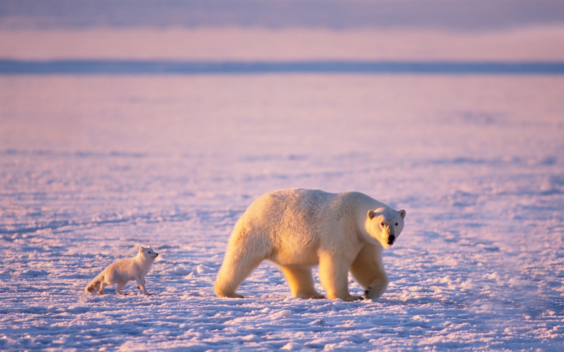 orso polare orsi polari volpe artica artico ghiaccio orsacchiotto predatori neve raggi del sole orsi piede torto