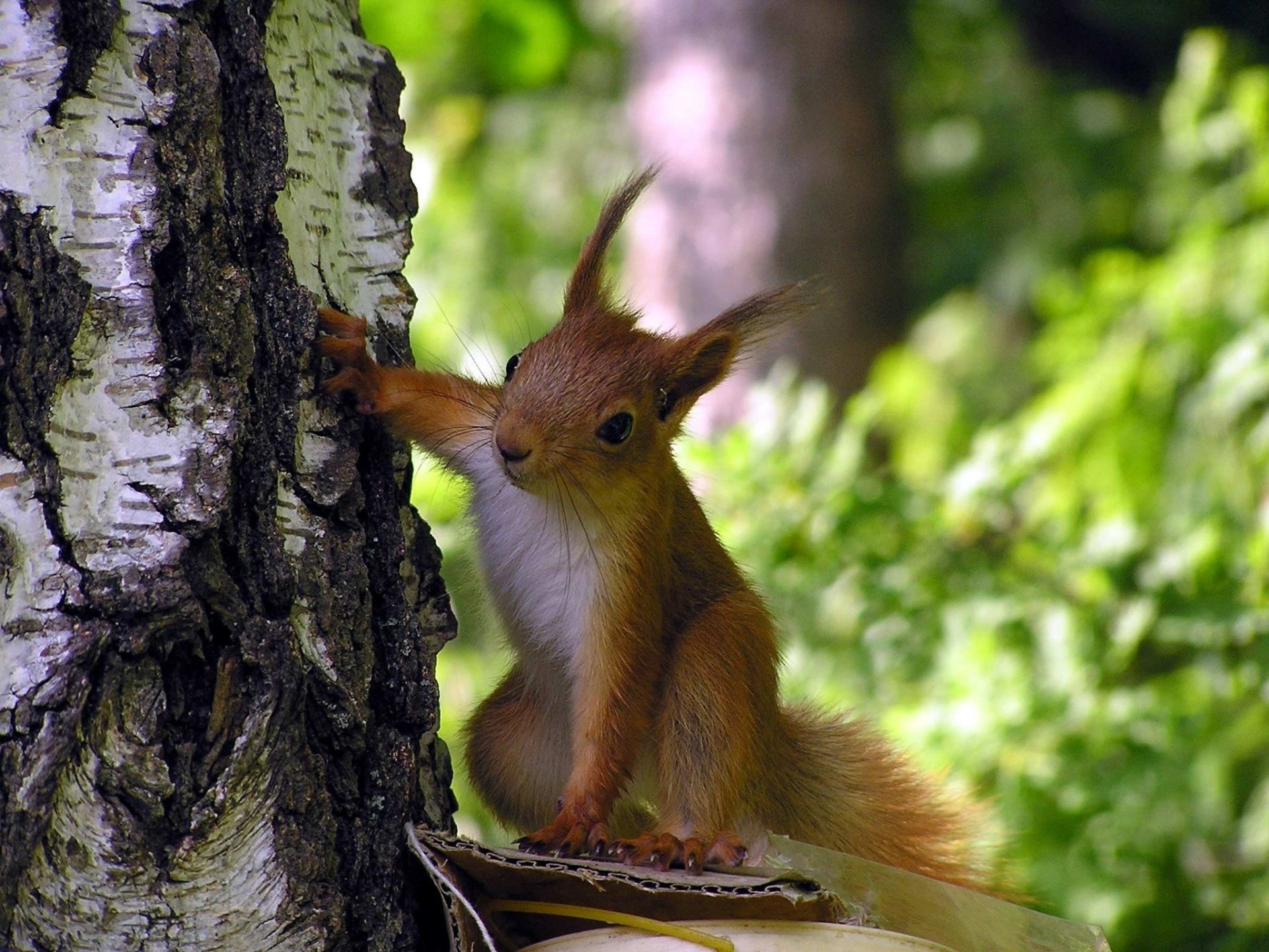 protein curiosity tree forest paws ears bark greens birch look