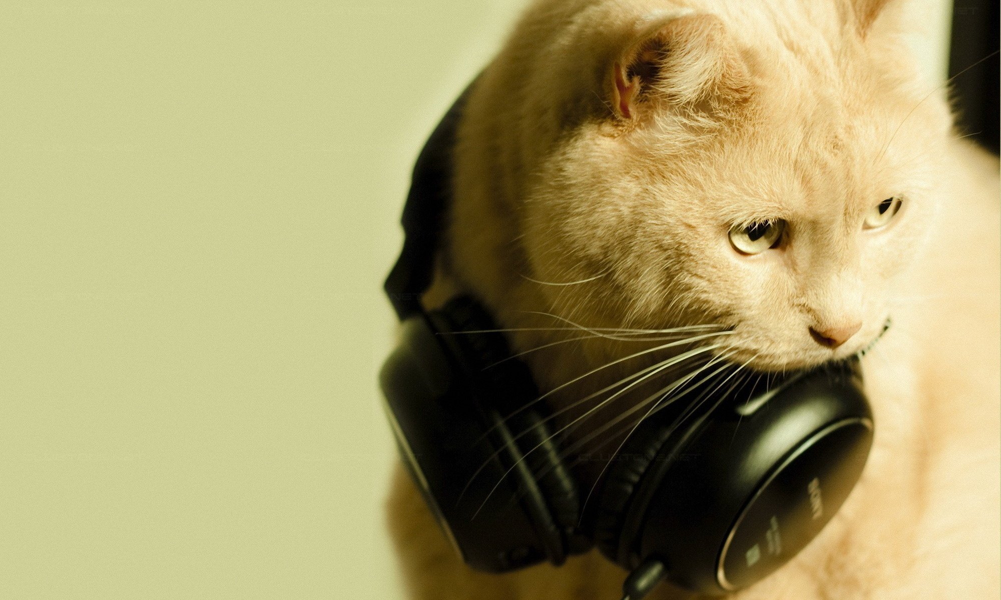 katze musik kopfhörer makro liebe katze tiere blick katze augen