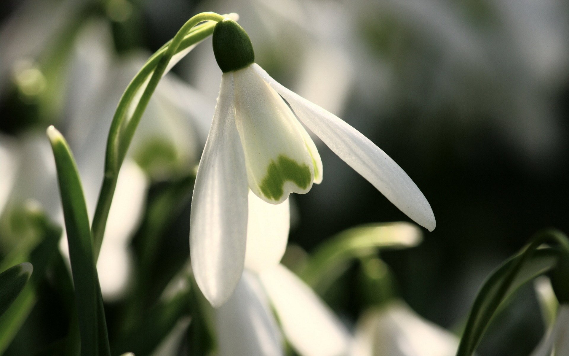 perce-neige fleurs primevères printemps gros plan fleur