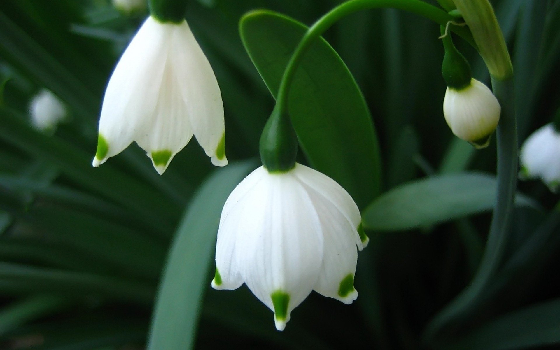 schneeglöckchen blumen primel frühling makro