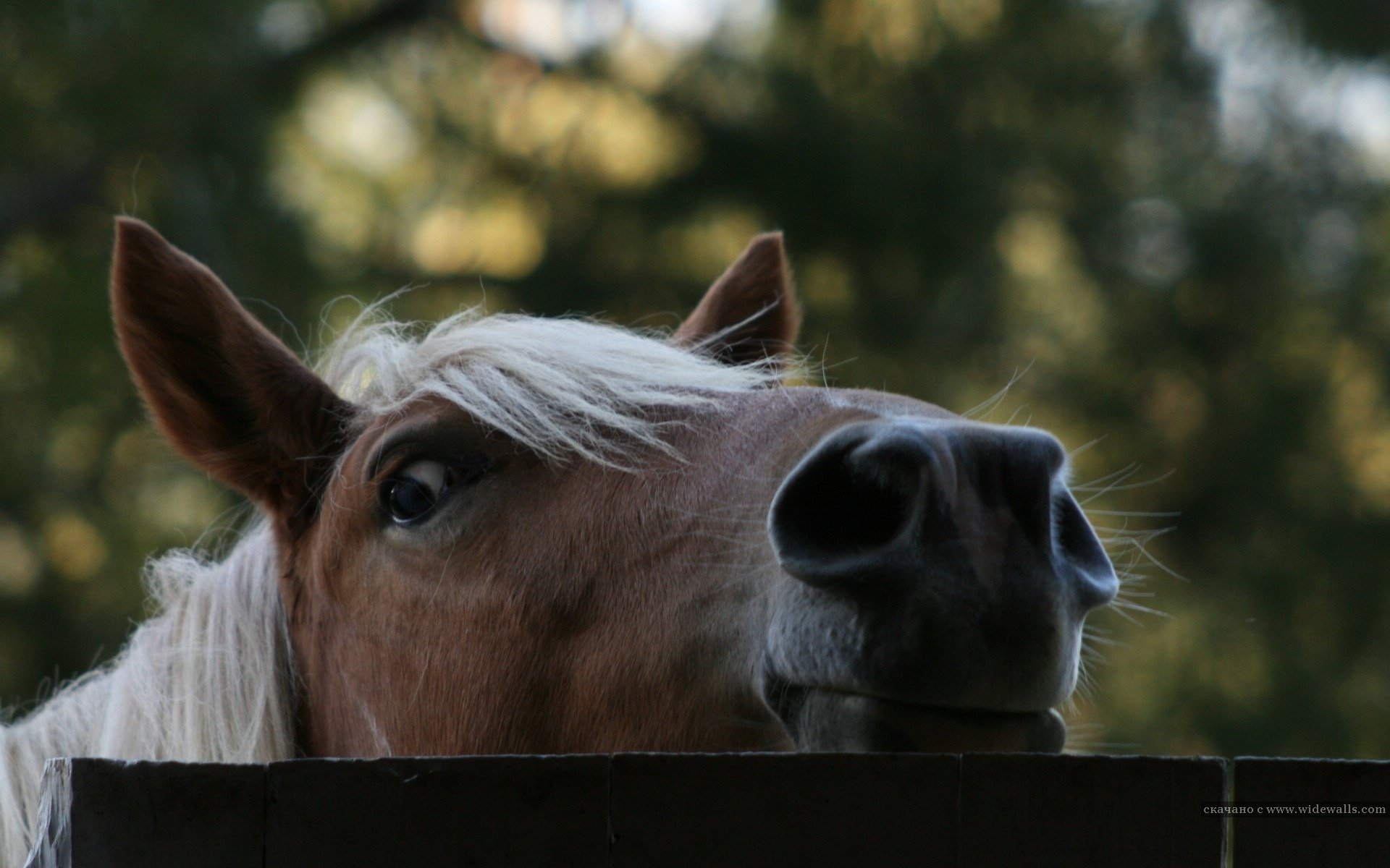 pferd foto der annäherung zaun baum foto huftiere schnauze nase mähne blick salz