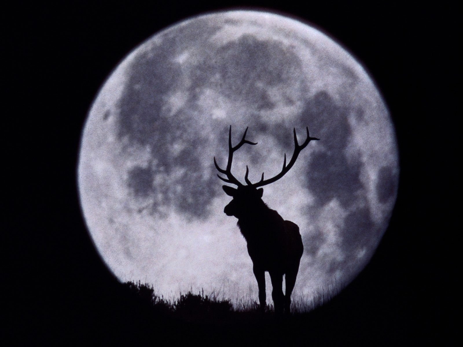 deer horns the moon silhouette black and white ungulates earth grass background