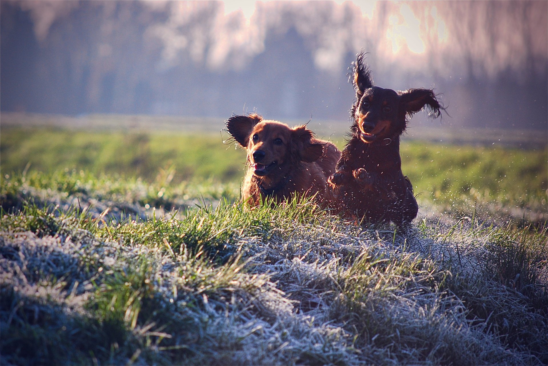 chiens chien humeur joie promenade repos éclaboussures herbe pelouse colours dog