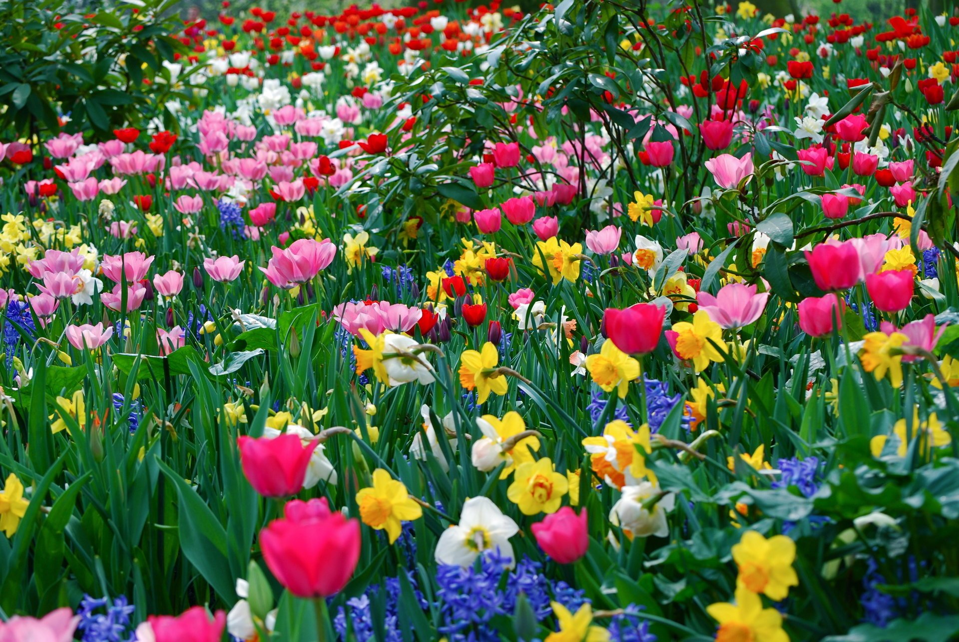 fiori vari molti primavera sfondi primaverili aiuole estate