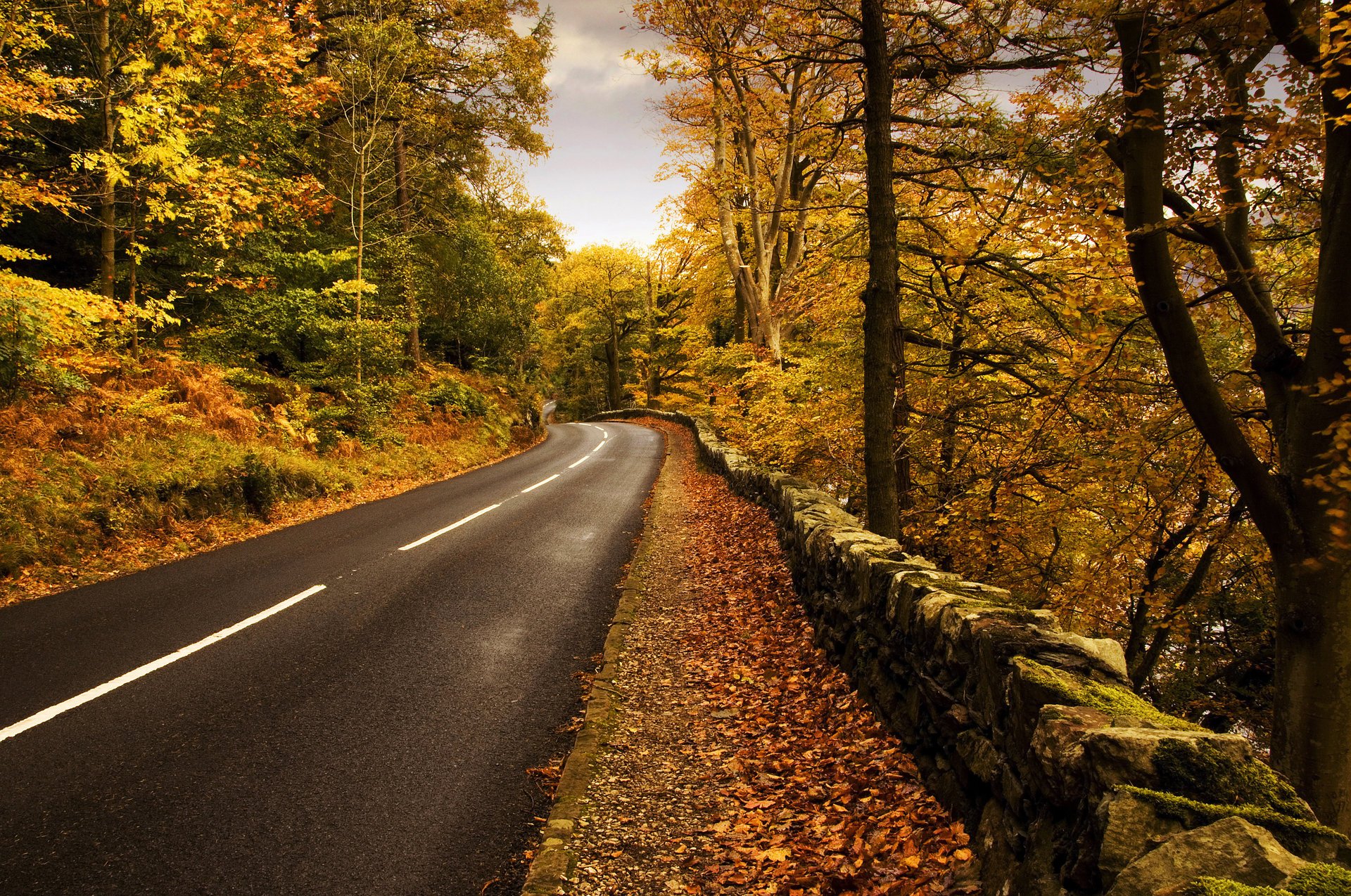 natur herbst straße markierung wald laubfall goldene zeit sommer gelbe blätter asphalt wolken