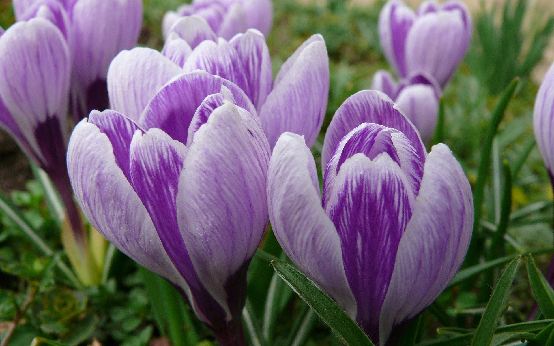 fleurs crocus bourgeons primevère printemps gros plan nature