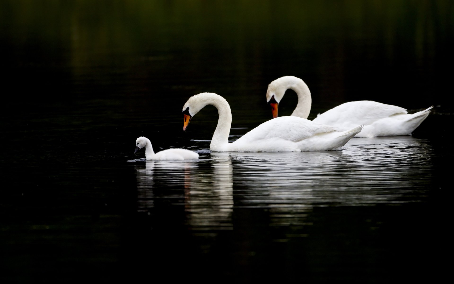 aves cisnes tres agua reflexión familia fondo negro plumas