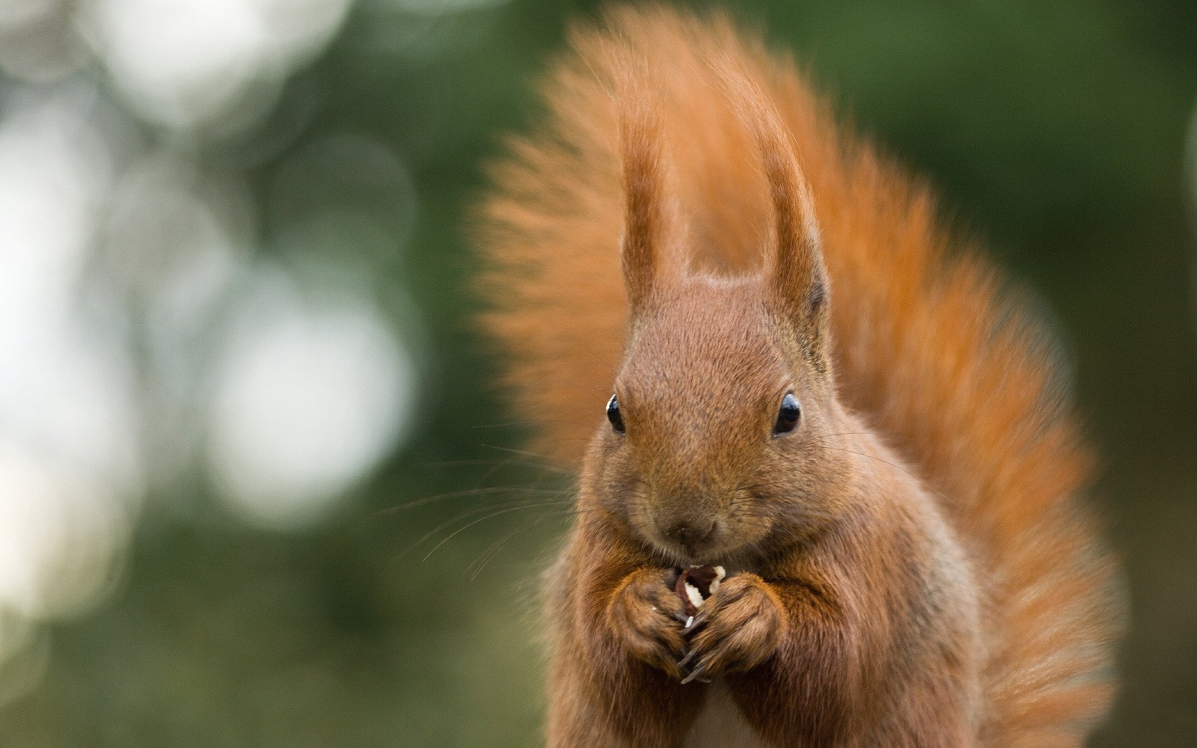 eichhörnchen roter schwanz kleine augen tier nagt nuss blendung natur makro grün hintergrund