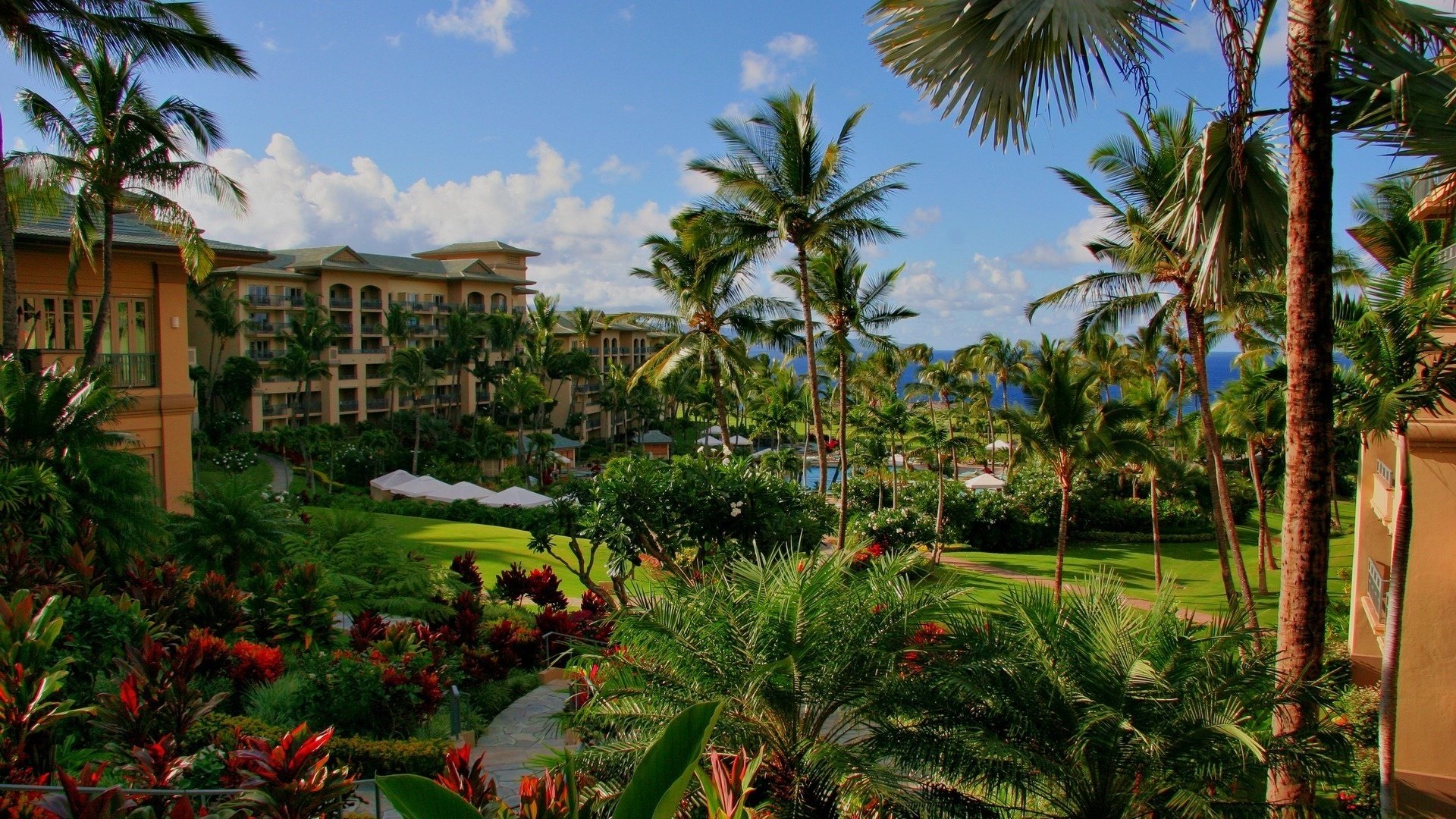 fleurs hawaii hôtel palmiers piscine mer chaleur loisirs ville