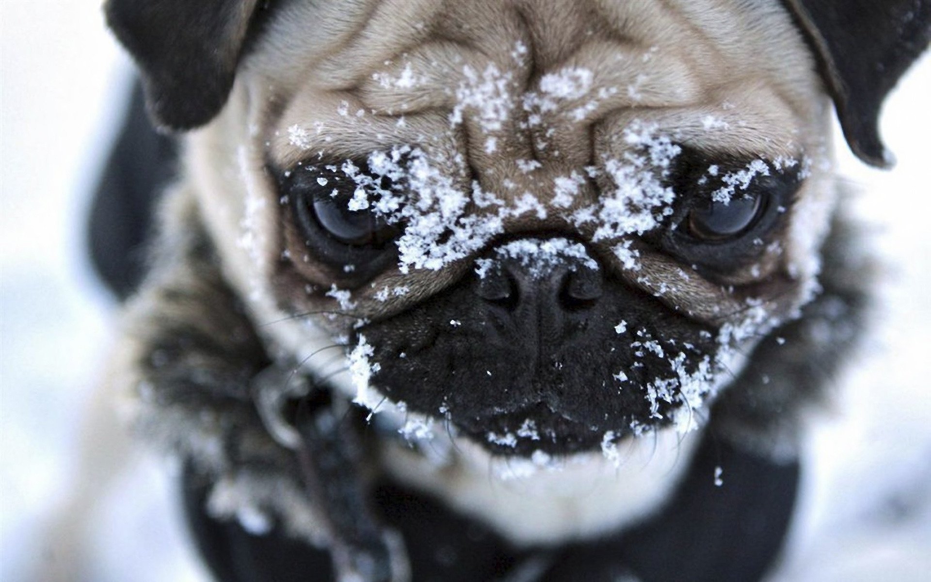 schnauze süßes gesicht hund mops winter schnee augen hunde blick