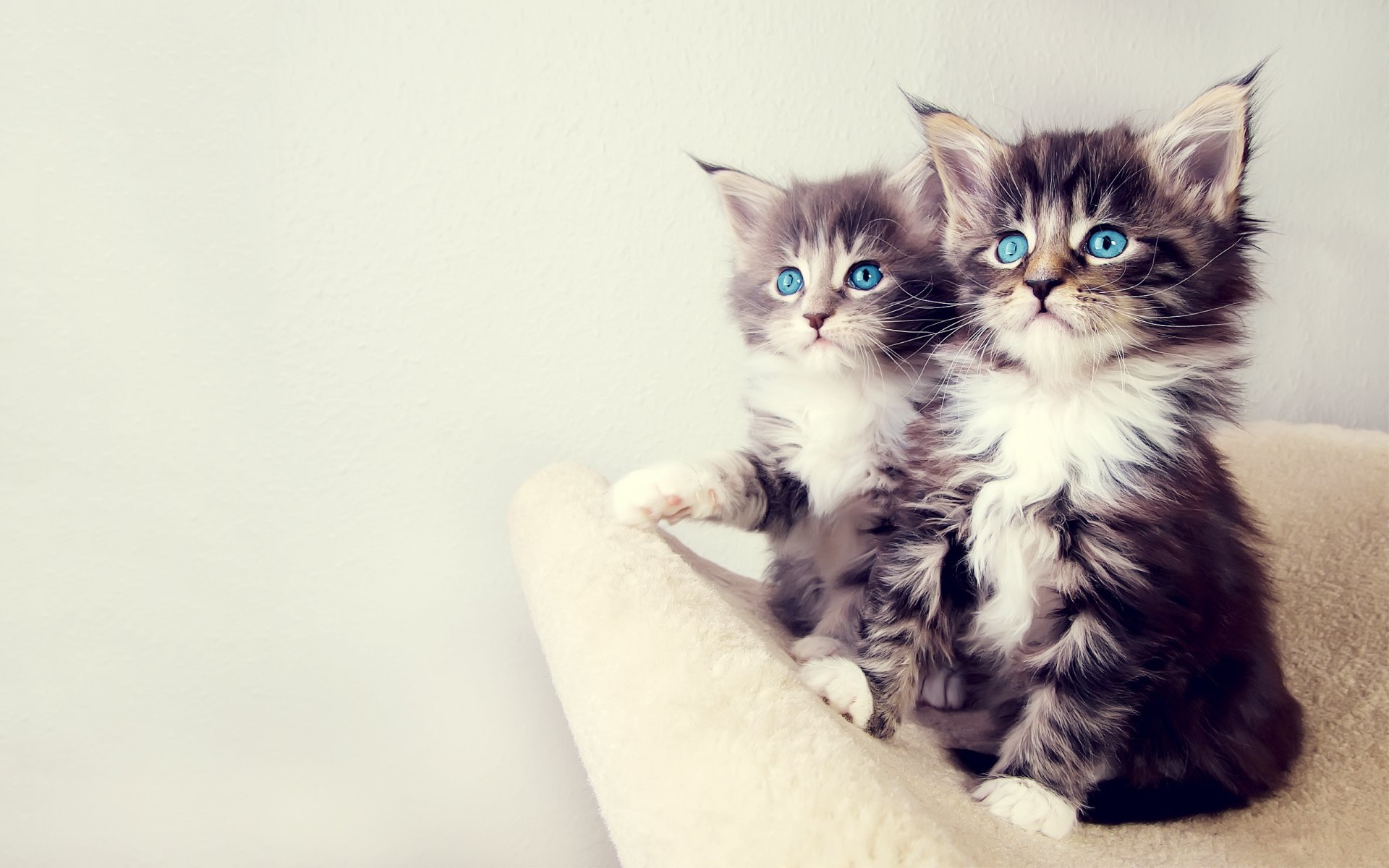 gatitos ojos mirada animales felinos dúo deleite ojos azules calor fondo cálido lana fondo claro