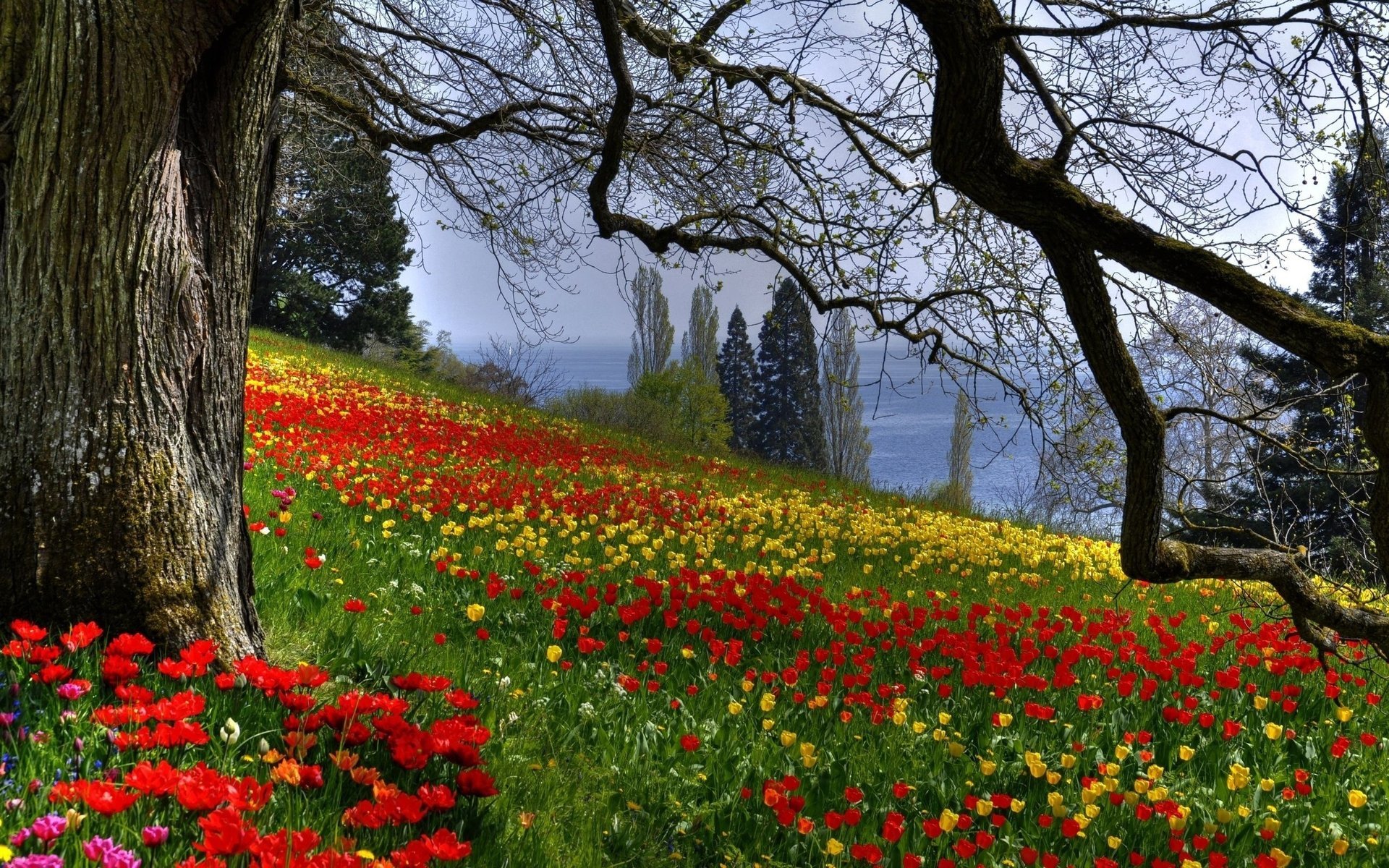 pendenza fiori tulipani albero rami primavera natura radura campo di fiori