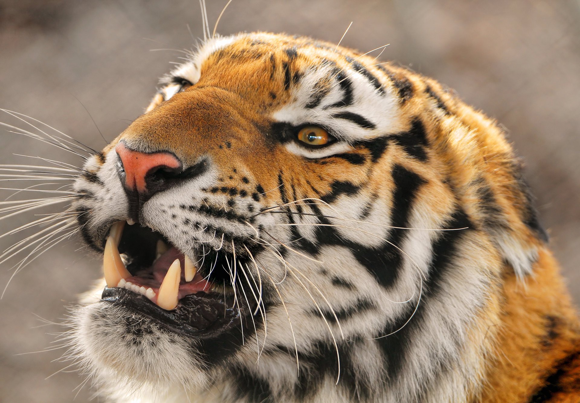 amur tigr ussuri panthera tigris altaica duży tygrys tygrys amurski dalekowschodni zły zwierzęta drapieżniki uśmiech kocie oczy