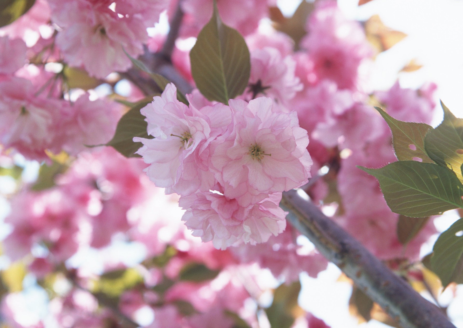 blume blumen rosa blütenblätter kirsche sakura makro zweige frühling zärtlichkeit