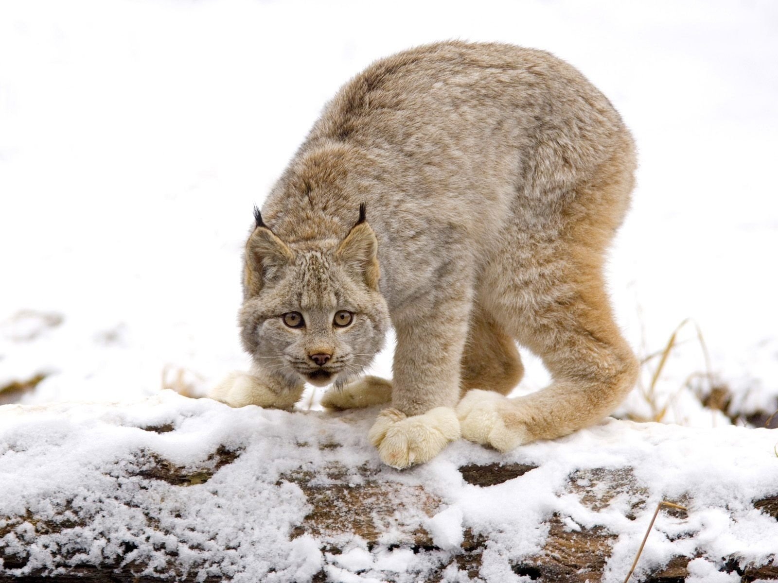 sguardo paura gatti gatto selvatico lince predatori kis-kis-meow-meow terra neve erba forza