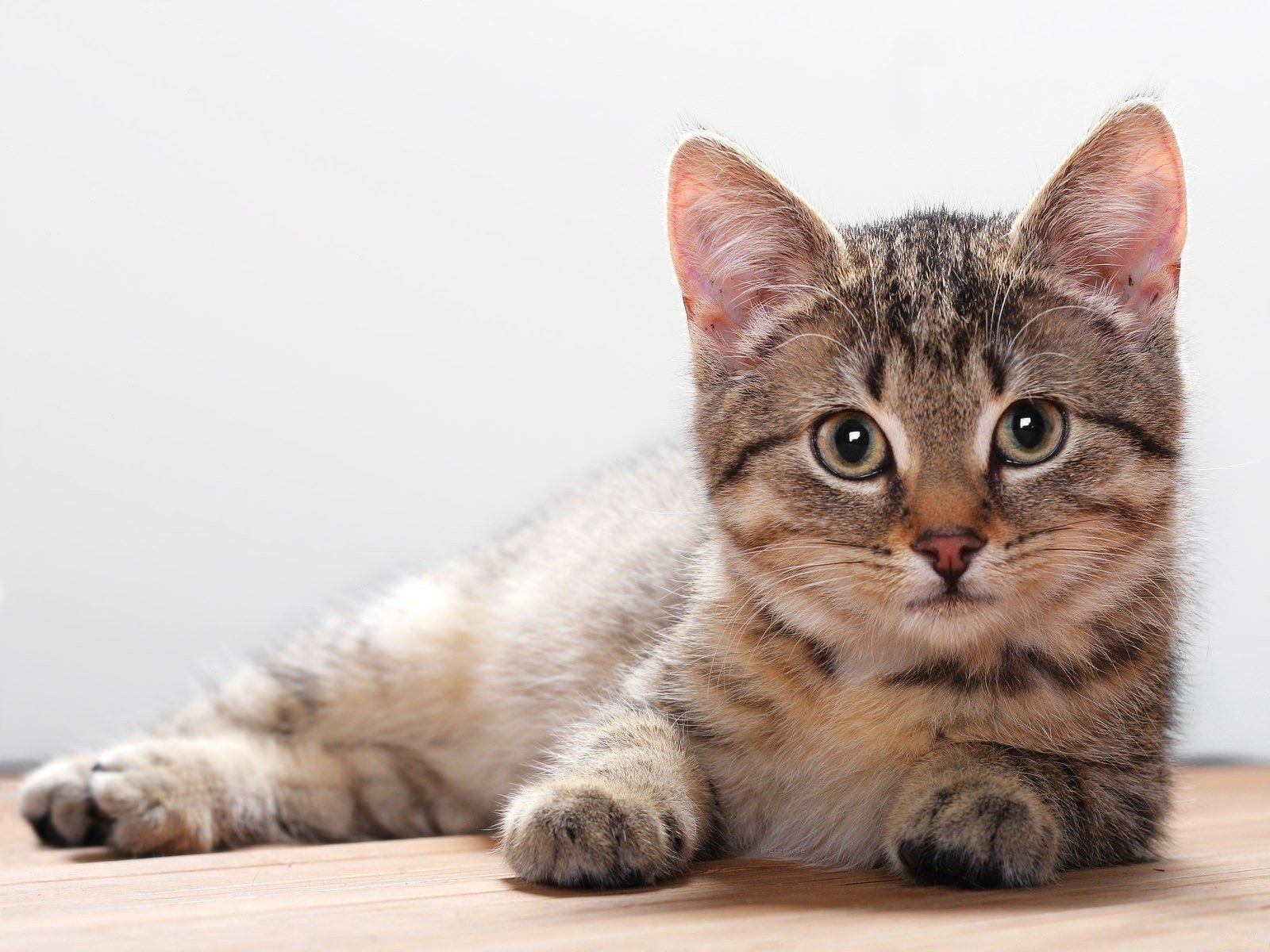 chaton doux moelleux tendre animaux regard chatons félin yeux