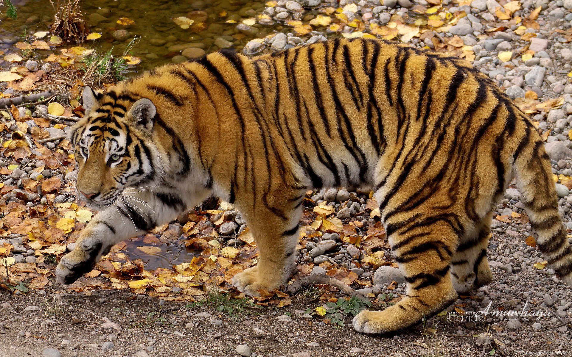 amursha in the amur tiger autumn animals predators cat look