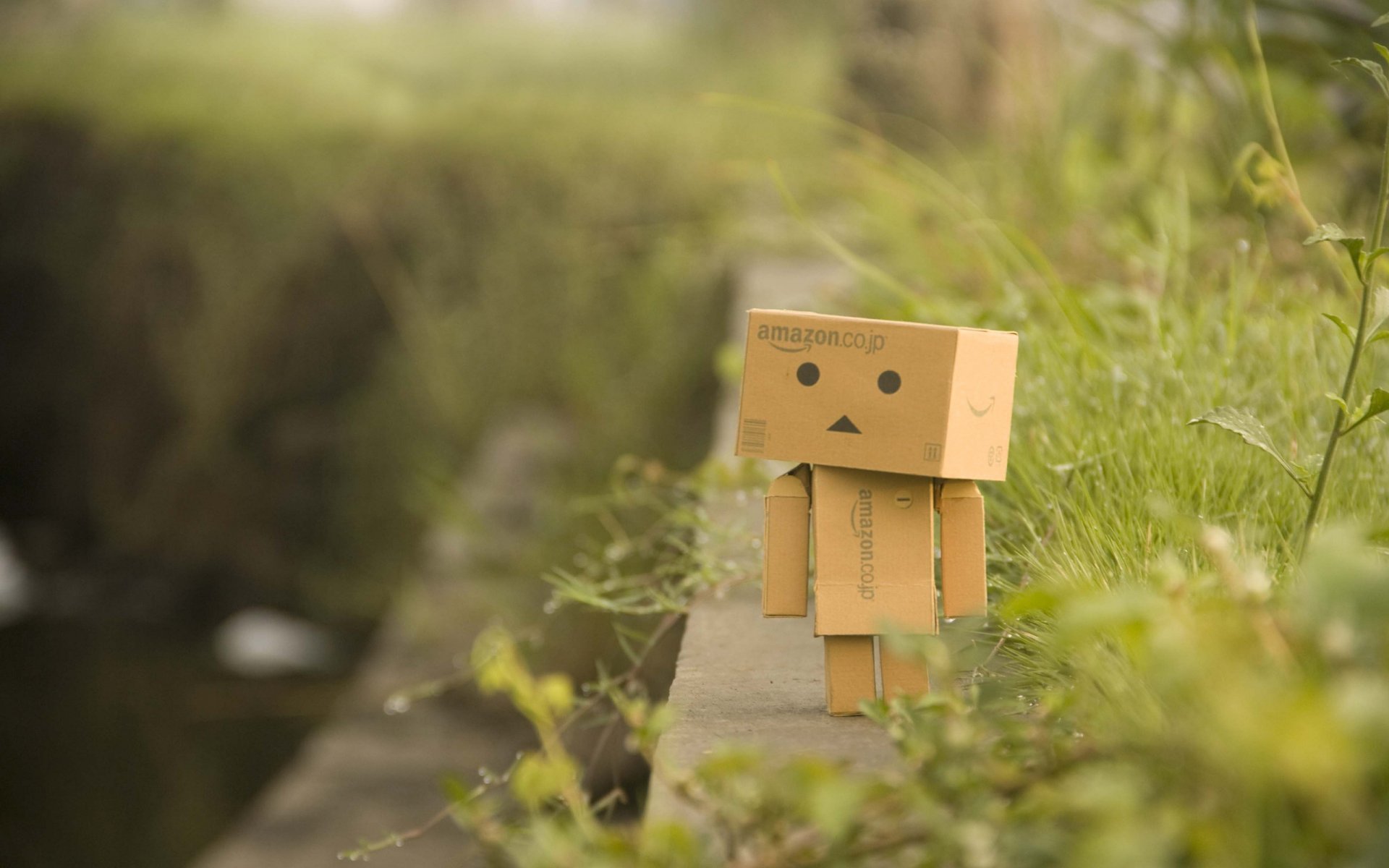 бордюр danbo трава зелень растения прогулка макро