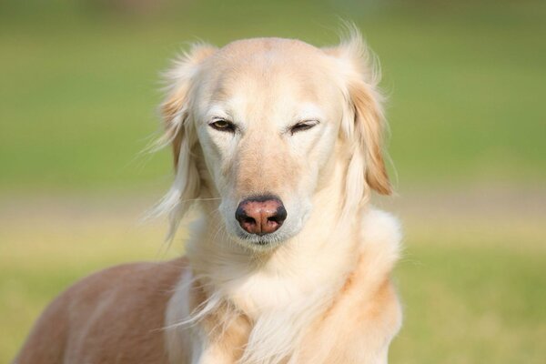 Le chien regarde avec un regard intelligent