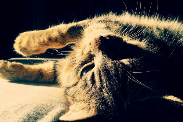 Striped cat lies in the shade