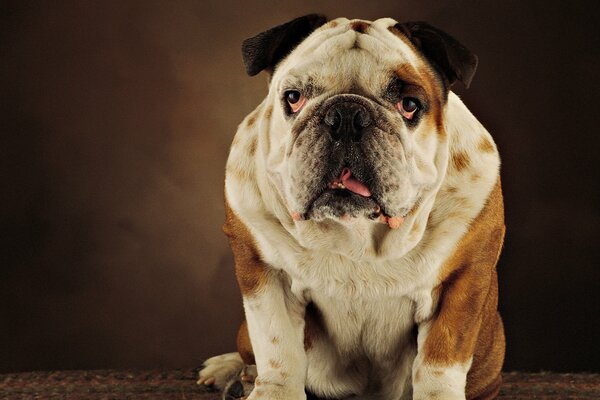 The English bulldog sits beautifully