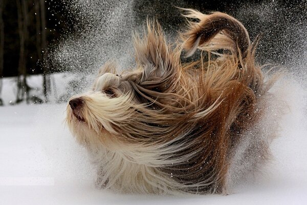 El perro se sacude de la nieve