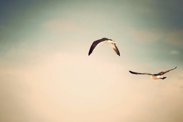 Mouettes volantes bouchent