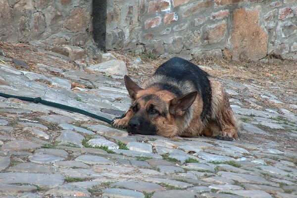 Nachdenklicher Schäferhund auf dem Bürgersteig