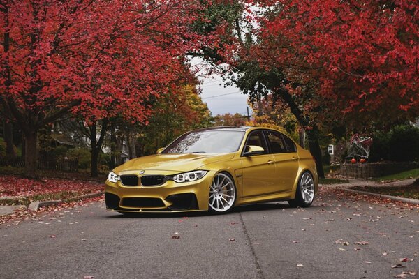 Golden bmw car on the background of crimson autumn foliage