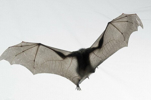 Pipistrello in volo contro il cielo