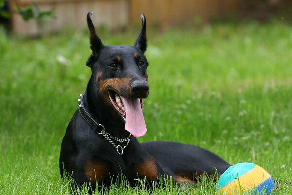 Der Dobermann mit dem Ball liegt auf dem Rasen