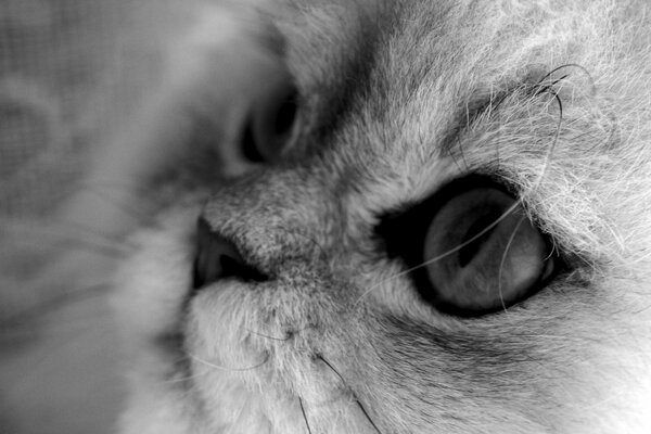 Regard de gros plan d un chat gris et blanc