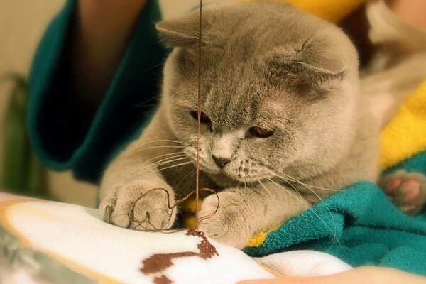 Graue Katze spielt mit einem Faden