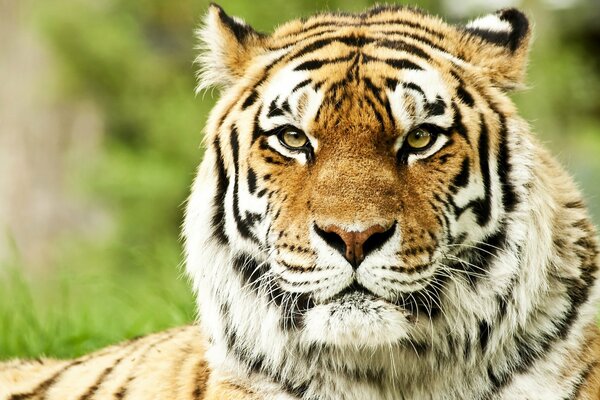 El tigre siberiano te vigila