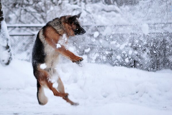 German shepherd jumps in the snow