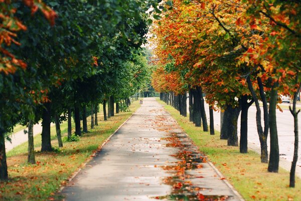 A path in an autumn park covered with leaves